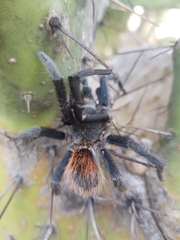 Dugesiella anitahoffmannae