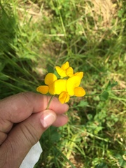 Lotus corniculatus