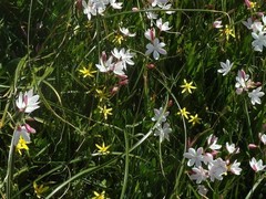 Pauridia serrata serrata