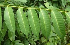 Zanthoxylum leprieurii