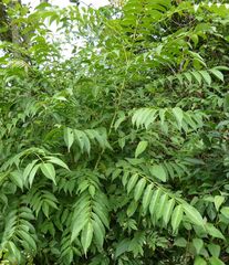 Zanthoxylum leprieurii