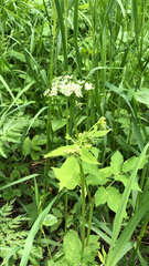 Aegopodium podagraria