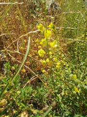 Verbascum heterophyllum