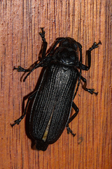 Aulacopus reticulatus