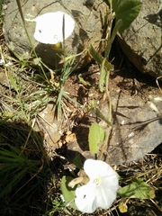 Convolvulus betonicifolius