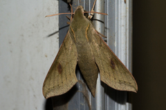 Hippotion roseipennis