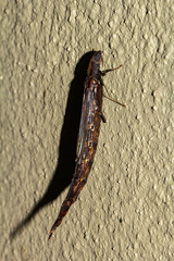 Lymexylidae