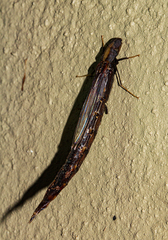 Lymexylidae