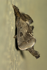 Metarbela weinmanni