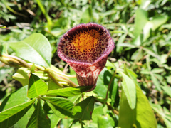 Aristolochia triangularis