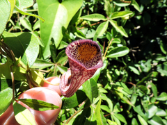 Aristolochia triangularis
