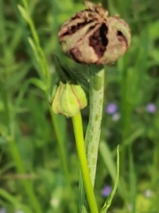 Microbotryum tragopogonis-pratensis