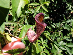 Aristolochia triangularis