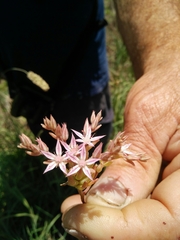 Sedum rubens