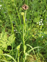 Microbotryum tragopogonis-pratensis