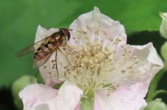 Epistrophe xanthostoma