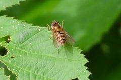 Epistrophe xanthostoma