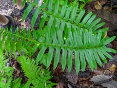 Taphrina polystichi