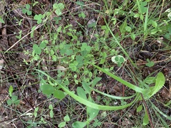 Trifolium repens