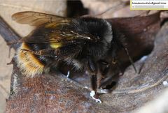 Bombus ganjsuensis