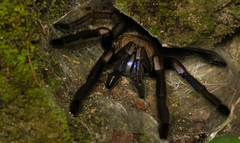 Chilobrachys