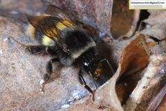 Bombus ganjsuensis