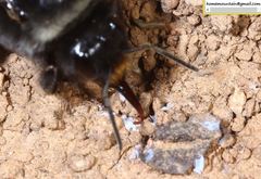 Bombus ganjsuensis