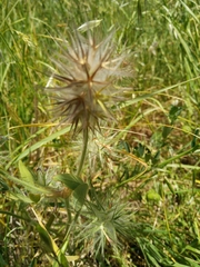 Trifolium dasyurum