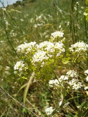 Peltaria angustifolia