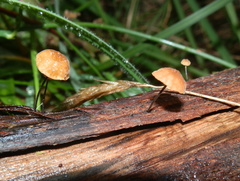 Marasmius alveolaris