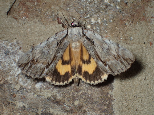 Clinton's Underwing photo 3