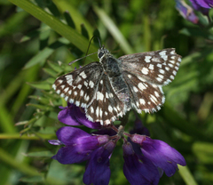 Muschampia cribrellum