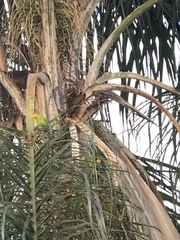 Brotogeris tirica