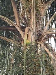 Brotogeris tirica
