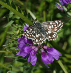 Muschampia cribrellum
