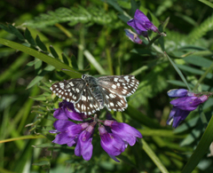 Muschampia cribrellum