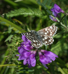 Muschampia cribrellum
