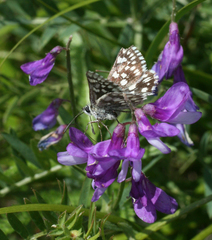 Muschampia cribrellum