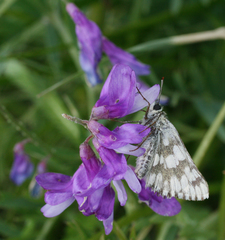Muschampia cribrellum