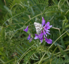 Muschampia cribrellum