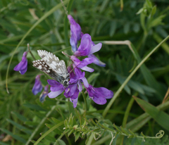 Muschampia cribrellum