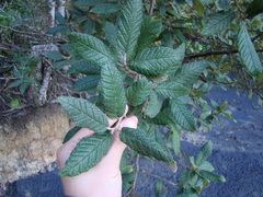 Pomaderris apetala maritima