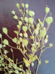 Veronica anagalloides