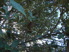 Pomaderris apetala maritima