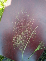 Antinoria insularis