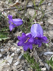 Campanula alpestris