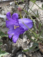 Campanula alpestris