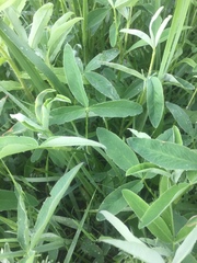 Trifolium medium