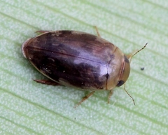 Laccophilus minutus
