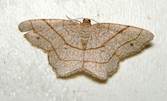 Trigrammia quadrinotaria